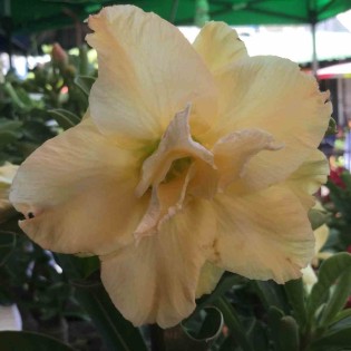 Adenium obesum cv.Dragon doré