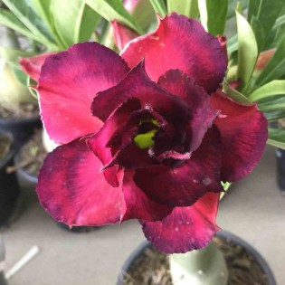 Adenium obesum cv.Muang Dang