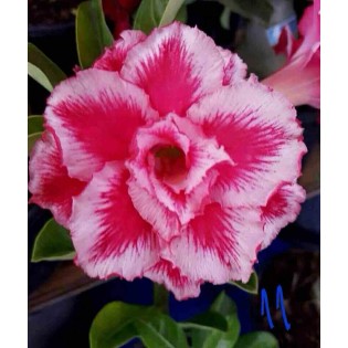 Adenium obesum cv.Arc-en-ciel