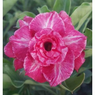 Adenium obesum cv.Rung taveesap