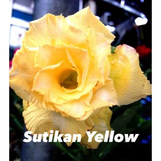 Adenium obesum cv.Sutikarn Jaune