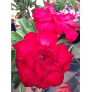 Adénium obésum cv. Veitnum rouge