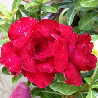 Adénium obésum cv. Rouge vietnamien