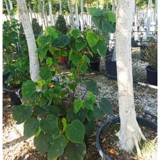Dombeya tiliacée