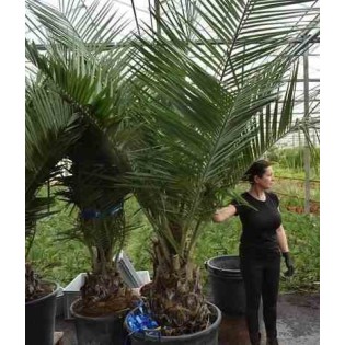 Jubaea chilensis