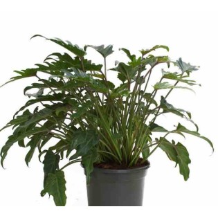 Philodendron xanadu