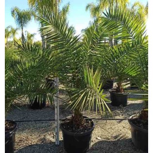 Phénix canariensis