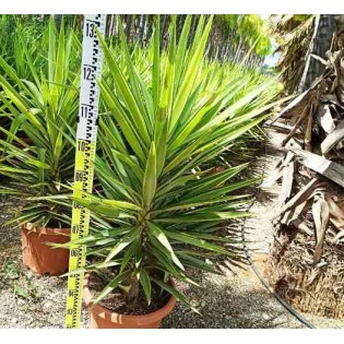 Yucca Elephantipes 'Jewel' (Yucca pied d'éléphant)