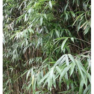 Pseudosasa japonica