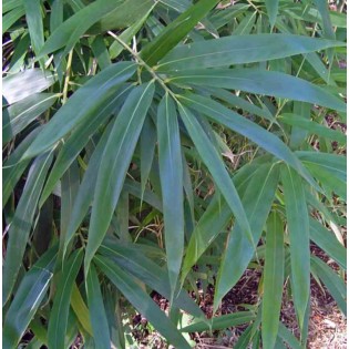 Pseudosasa japonica