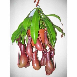 Nephentes alata (plante carnivore)