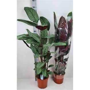 Ctenanthe oppenheimiana