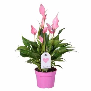 Anthurium andreanum "Lilli" (Rose Anthure Flamant, Langue de feu)