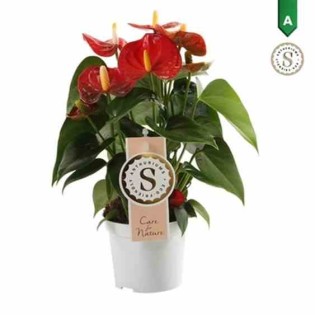 Anthurium andreanum rouge Rouge diamant (Rose Anthure Flamant, Langue de feu)