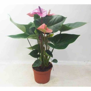Rosier Anthurium andreanum Cavalli (Rose Anthure Flamant, Langue de feu)