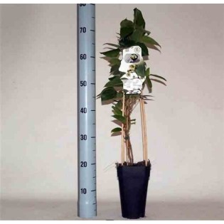 Actinidia arguta Papa Weiki ( kiwai, nergi, kiwi de Sibérie, kiwi nain)