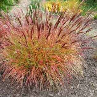 Miscanthus sinensis chef rouge (Roseau de Chine, Eulalie)