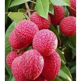 Création de votre jardin exotique : 10 plantes emblématiques