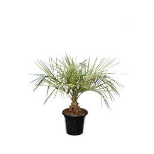 Kit de 3 palmiers rustiques pour décor immédiat