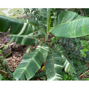 Bananier Musa Tanee variegata ( panaché blanc creme et vert)