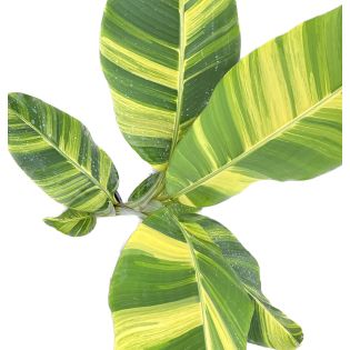 Bananier Musa Papua ( panaché vert et jaune)
