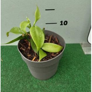 Vanilla planifolia 
