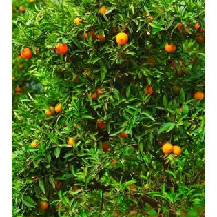 Citrus sinensis var.Valencia Midknigh (oranger gros fruit sans pépins)