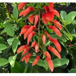 Erythrina crista-galli SPECIMEN