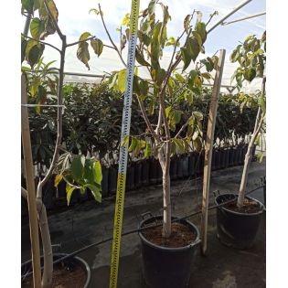 Annona cherimola ADULTE (Cherimoya)