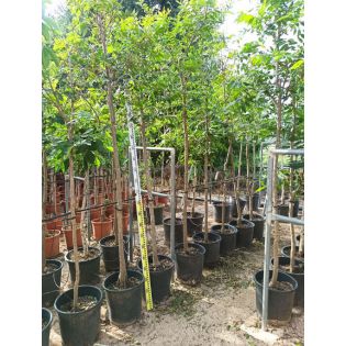 Carya illinoinensis ADULTE (noix de Pecan, pacanier)