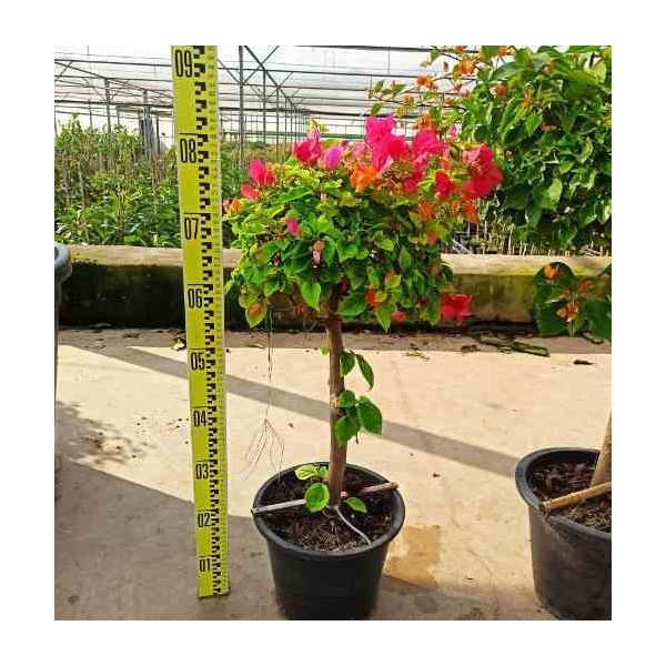 Bougainvillier hybride bougainvillier