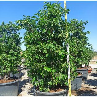 Citrus aurantium (Orange amère/bigaradier) Gros sujets