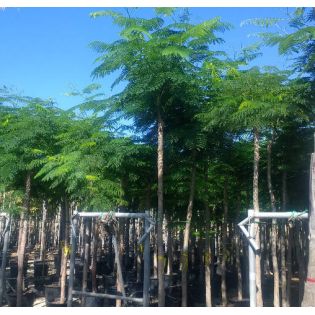 Delonix regia SPECIMEN (Flamboyant)
