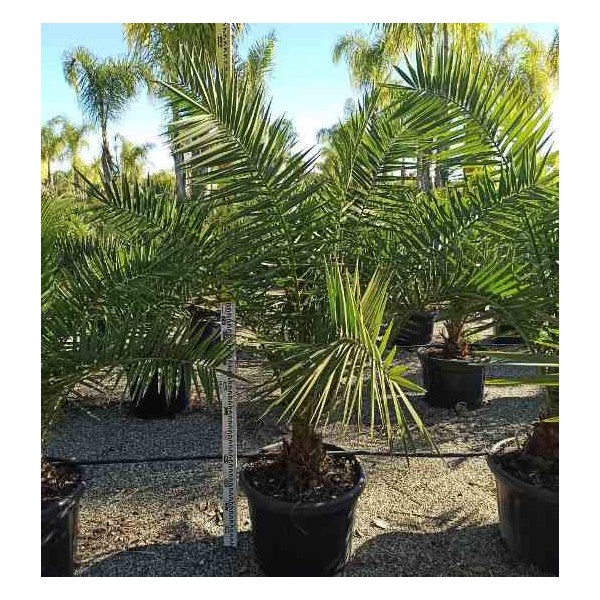 Phénix canariensis