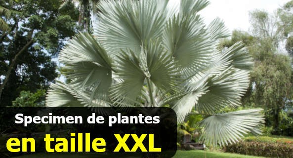 Collection de plantes grand format !