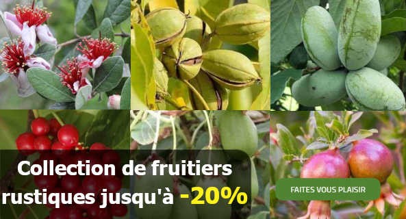 Collection de plantes rustiques