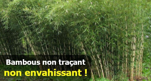Bambous non traçant