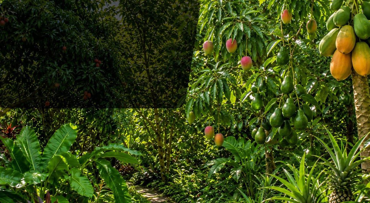 Kit Jardin Exotique – 6 plantes pour une oasis tropicale