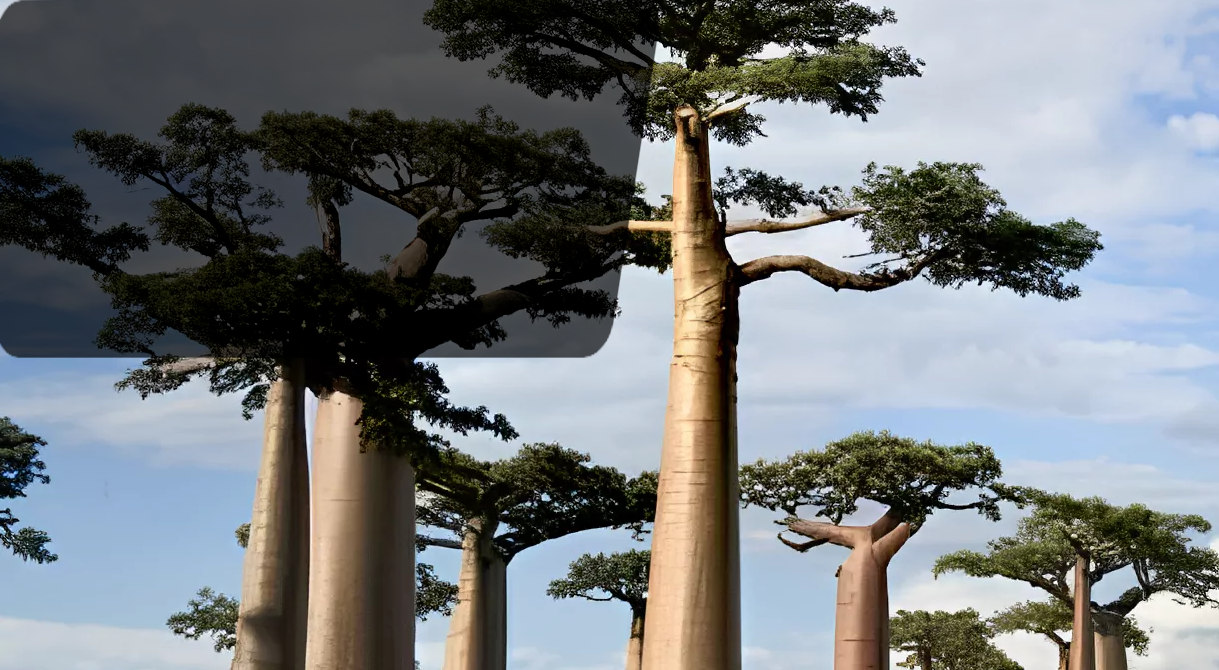 Le Baobab : une plante emblématique