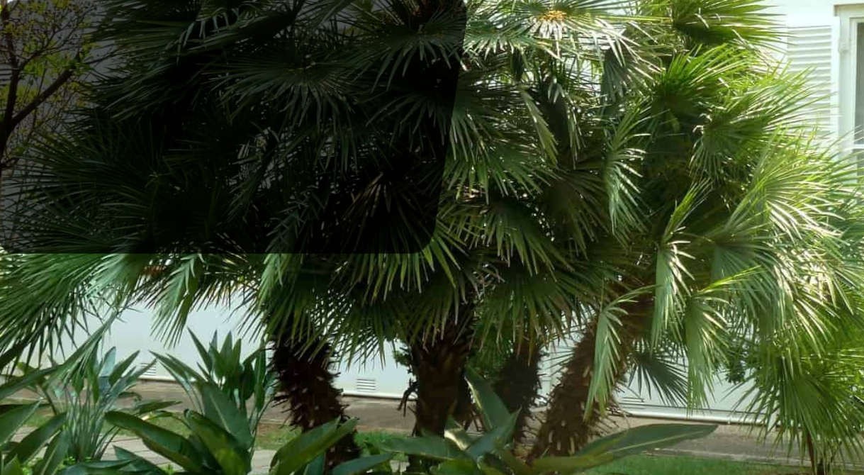 Beaux palmiers Multitroncs