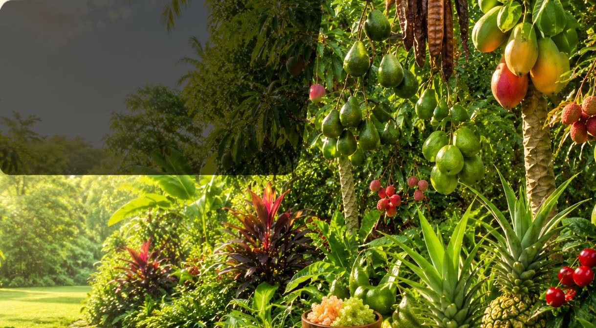 Kit Jardin Exotique – 10 plantes emblématiques pour une oasis tropicale