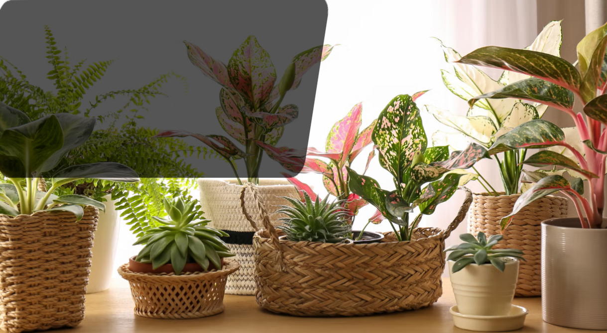 Magnifiques plantes avec leur pot décoration !